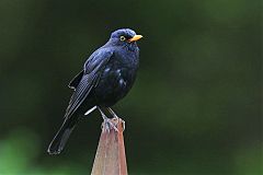 Eurasian Blackbird